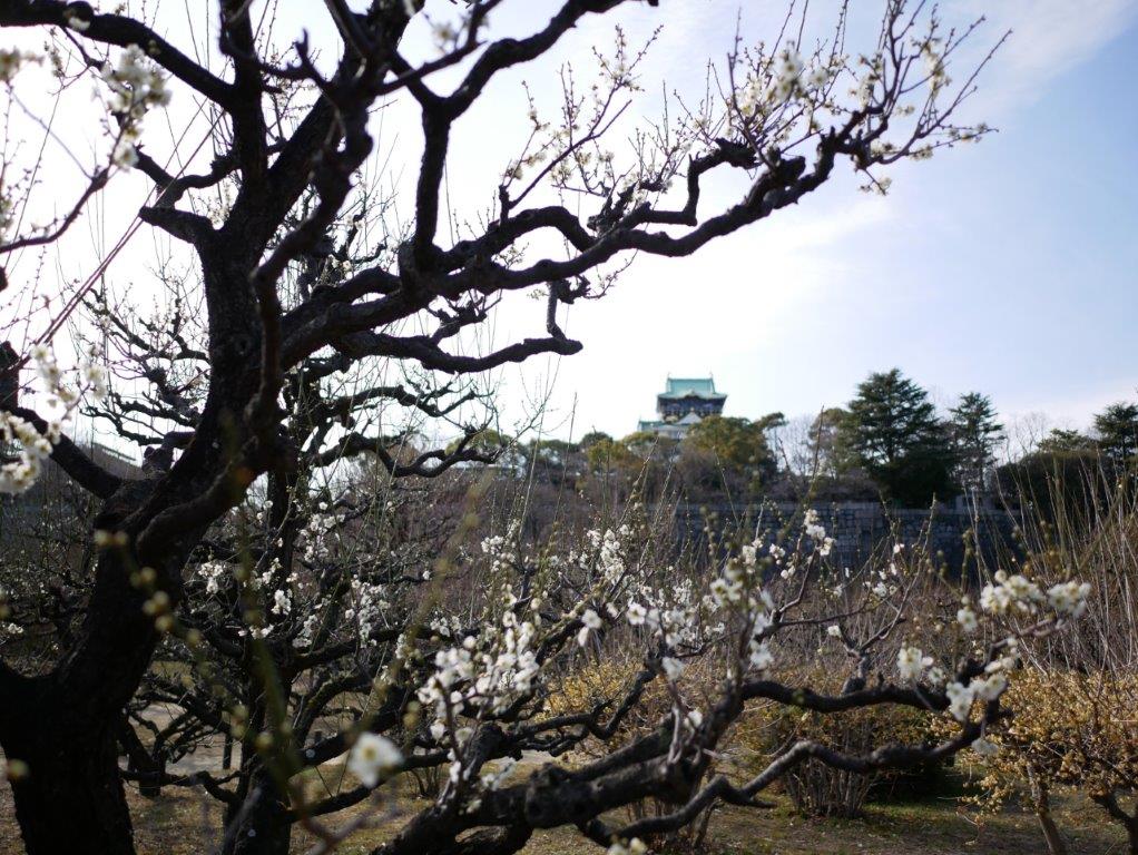 2018年 梅の名所 大阪城公園の梅の花（LEICA DG SUMMILUX 15mm/F1.7）