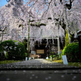 保護中: ニコンの広角単焦点レンズ NIKKOR Z 20mm f/1.8 S の魅力に迫る！