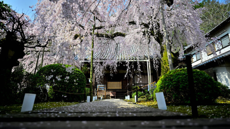 保護中: ニコンの広角単焦点レンズ NIKKOR Z 20mm f/1.8 S の魅力に迫る！